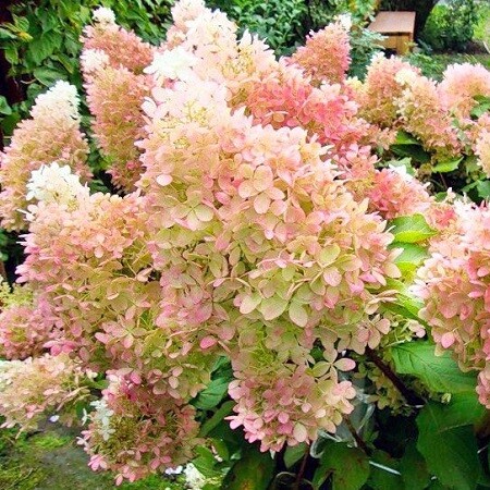 
                https://content.gdesemena.ru/images/catalog/58174_49e34d8f3798ff3d62bff33a880b901faf9148dcc4c2bbf138d6fcadfaef77e6.jpg
