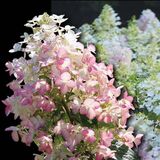 
                https://content.gdesemena.ru/images/catalog/58216_68229eeb0449cd63f1522813a7df42bfe1ff853d9e0386ec7707abce2c18f8b5.jpg
