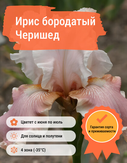 
                https://content.gdesemena.ru/images/catalog/58610_9df4abd18f2f913252faac8829bbfd2cf03a10244422a0a678941aa3fa518aa8.jpg

