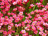 
                https://content.gdesemena.ru/images/catalog/58633_c5254ce7faee6d85ed431190fa303f6d4903d3caaeafc6da022f15a59a15dc07.jpg
