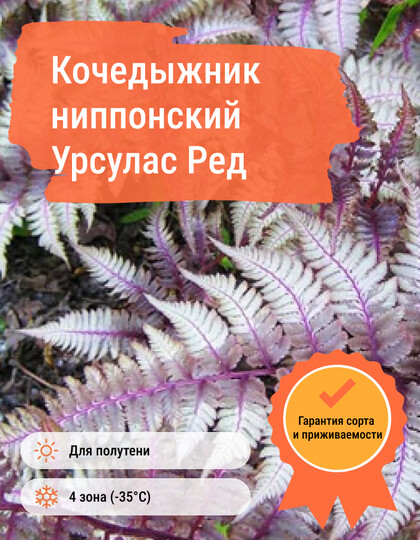 
                https://content.gdesemena.ru/images/catalog/58744_9a2a9c8055a39660004d1db033bcf2fded5d50025ffc16af772da7398f36d29e.jpg
