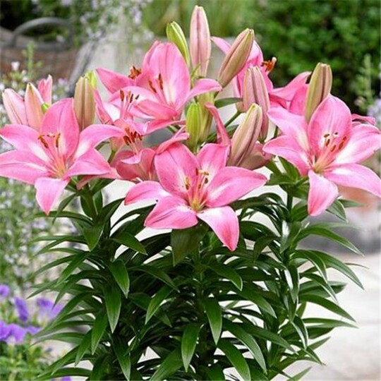 
                https://content.gdesemena.ru/images/catalog/58865_e3f235b271b23fcd8b90f69ef5bb814372ec2452fcb1fcf9e5f78b162e4c929e.jpg
