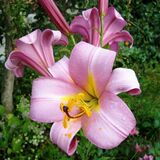
                https://content.gdesemena.ru/images/catalog/58884_dd9743cbfa4710310a38517bf2141135c1e8c5f9f606a3d1b944f8de21d9d57d.jpg
