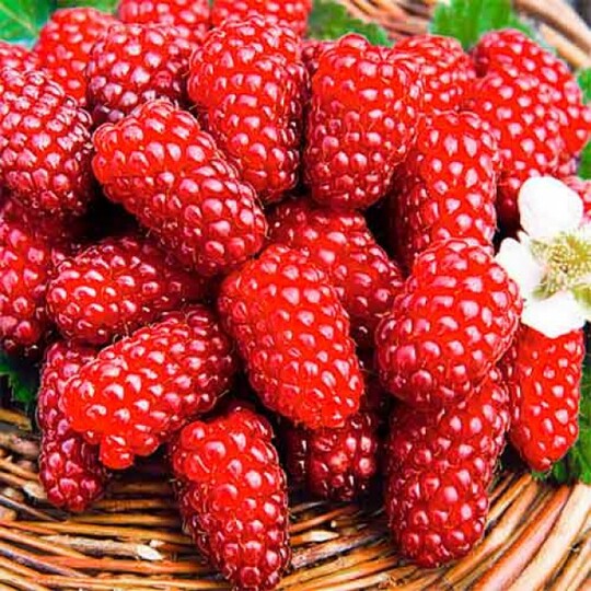 
                https://content.gdesemena.ru/images/catalog/58941_06d59d791bca731ed953dfaf835d0dcc198842a20e764cdd43b63ff3213f160f.jpg
