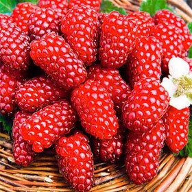 
                https://content.gdesemena.ru/images/catalog/58941_06d59d791bca731ed953dfaf835d0dcc198842a20e764cdd43b63ff3213f160f.jpg
