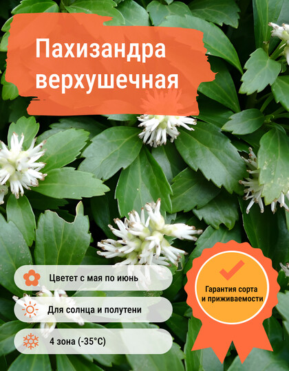 
                https://content.gdesemena.ru/images/catalog/59101_259c37958c8fc214acef9f0db6155b9292e8948c26ce912714e5e9c3047a54de.jpg
