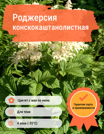 
                https://content.gdesemena.ru/images/catalog/59234_fe23bdac423f6cf23d8b7a98f67485064ded60f529390e84d64679090e891087.jpg
