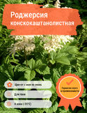
                https://content.gdesemena.ru/images/catalog/59234_fe23bdac423f6cf23d8b7a98f67485064ded60f529390e84d64679090e891087.jpg
