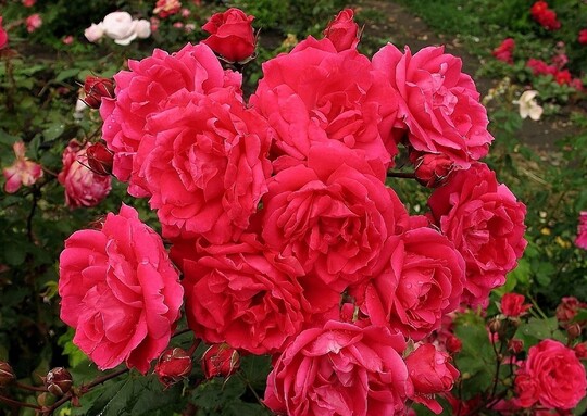 
                https://content.gdesemena.ru/images/catalog/59243_af7e0ea0d1745a439ff577d30f56da2a1c001f3577bfb61fca4ff96b8f881add.jpg
