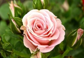 
                https://content.gdesemena.ru/images/catalog/59300_68134cf6dd7e3ec1e8532efa3c96f1790602cdb6827c5a6dad74f175ba3acbf2.jpg
