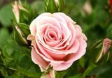 
                https://content.gdesemena.ru/images/catalog/59300_68134cf6dd7e3ec1e8532efa3c96f1790602cdb6827c5a6dad74f175ba3acbf2.jpg
