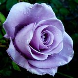 
                https://content.gdesemena.ru/images/catalog/59325_4ca3308c95fc6e06f0d0ac506197c796f00a8d8b65508c52402b5b3bb415fd61.jpg

