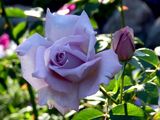 
                https://content.gdesemena.ru/images/catalog/59325_9b611587fd715dec43d29085f8c44da4741bf3e033abeb812ef4a083c2b13a00.jpg
