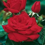 
                https://content.gdesemena.ru/images/catalog/59349_b3260595f001425e82870f21ccad797110cd9666602e84b36e08a2805aa52b81.jpg
