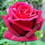 
                https://content.gdesemena.ru/images/catalog/59349_edadf311f1160bbadaadbac37473e8eadc21f8e9833b8527d38aecf3bf5778c1.jpg
