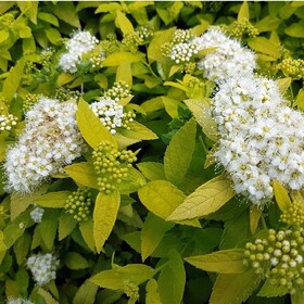 
                https://content.gdesemena.ru/images/catalog/59516_c92e7dededcb034a9542ff172f07946cb22592668828a5d3de179e14da35f6d4.jpg
