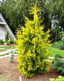 
                https://content.gdesemena.ru/images/catalog/59595_cb7920683e938962d584d163f1a8ffa575f244357cd25d222c53b4bde5211078.jpg
