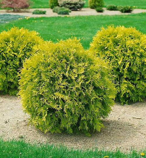 
                https://content.gdesemena.ru/images/catalog/59600_77cf6a026f03be38ae60179d15e9b194f8f04b30010ef7454c3a54d2f57579c5.jpg
