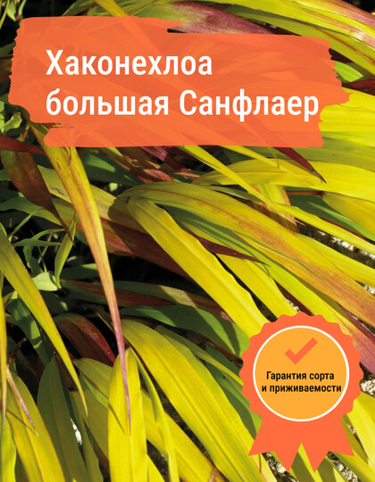 
                https://content.gdesemena.ru/images/catalog/59672_7fcb497819429d973249b4871f1e550efd3e04a4cb85083e0054a80b34b3c1de.jpg
