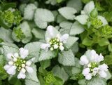 
                https://content.gdesemena.ru/images/catalog/59832_f1aa78b1f614dee95a4efa91f0be389e65143ef0f9cbfd0fda02aa88e7681cbb.jpg
