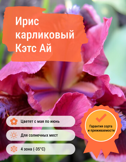 
                https://content.gdesemena.ru/images/catalog/59953_ecd1797fc72167f49792c21a6a33f532edc3324b2a61aff016e5836f22a065a3.jpg
