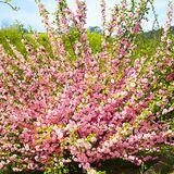 
                https://content.gdesemena.ru/images/catalog/60708_e740c1b39ca78c6008a9c3a940e63752288447c2bf6c3b578744fd2a9061386c.jpg
