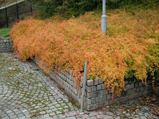 
                https://content.gdesemena.ru/images/catalog/60969_4bd6a2503e13fb7043779eb1ab506a7f162a0dfb7f6731a34339d33c97837754.jpg
