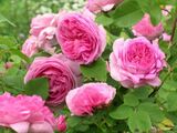 
                https://content.gdesemena.ru/images/catalog/61033_1d146256e2eb0b02549b2962aea630d8fc3eb24410330b8a3f7fe80877aea920.jpg
