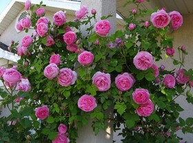 
                https://content.gdesemena.ru/images/catalog/61033_66befd94f9200e8f671fbde1fd906baf1df4488add8d11a726db9feef15a3813.jpg
