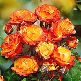 
                https://content.gdesemena.ru/images/catalog/61043_079471b368f2b351db4e9686036b1c5393d7f0b7db8d39f04873cebeb05222fb.jpg
