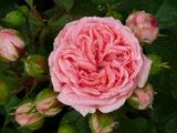 
                https://content.gdesemena.ru/images/catalog/61094_6e8e7e82e37d0f1b2d21896f41a1bdb50123223a44588bd54312efca6eae0180.jpg
