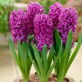 
                https://content.gdesemena.ru/images/catalog/61104_97154838cf7c71e6c01e6758ec270cc2e19e04cd53343f3f051cd9a366f7f07e.jpg
