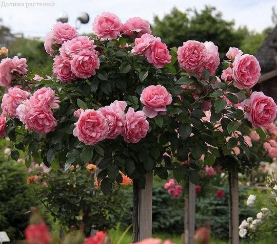 
                https://content.gdesemena.ru/images/catalog/61149_363b0b6baced11a13b8ed94a8d02a185a7d95375aeb5126b9794486b4a403d46.jpg
