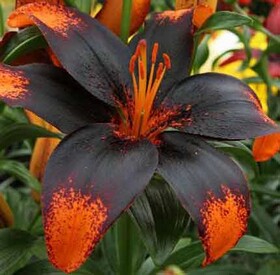 
                https://content.gdesemena.ru/images/catalog/61371_a03dc5030b7c3ed0bc0c6aed89aabbafffa09ee64f94171f7b83e8d18868ea69.jpg
