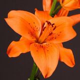 
                https://content.gdesemena.ru/images/catalog/61413_589223e7b64e2f2d9008796295109d24597b66240676ef5cdb1e74bcba372675.jpg
