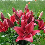 
                https://content.gdesemena.ru/images/catalog/61418_56390707a2a9cdd3090947f8a5975b2f7f5e408efdc4f39b77a8575ed1cd1bb0.jpg
