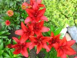 
                https://content.gdesemena.ru/images/catalog/61424_e01be3615aae477bb2a1091f06c74ad8a93f0a6eac8f9d4824567ba273c45a31.jpg
