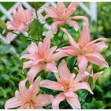 
                https://content.gdesemena.ru/images/catalog/61452_551d12a0ee4d11077040b8b9d83fee26829bdc649bc2139a5102752b0decc88f.jpg
