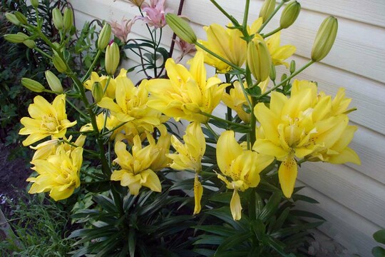 
                https://content.gdesemena.ru/images/catalog/61463_cae391d0da48cc447a349a67f8da1f3956d8a5b1ac6f6dc984eae4f04dded5d0.jpg
