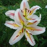 
                https://content.gdesemena.ru/images/catalog/61581_8ac14cb384f6198c0b9d281ea062e8a09ade54948cc3aadbf4824d8b43a274ce.jpg
