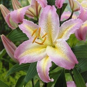 
                https://content.gdesemena.ru/images/catalog/61595_824354ccf38f33237ffb99836564175718080175fc6a414d080e3b49f657a7e4.jpg
