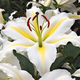 
                https://content.gdesemena.ru/images/catalog/61607_be57e68eae3c5c6fe3102ec6258f04e3a11c966a4851f859fa7a4d041683aa8e.jpg
