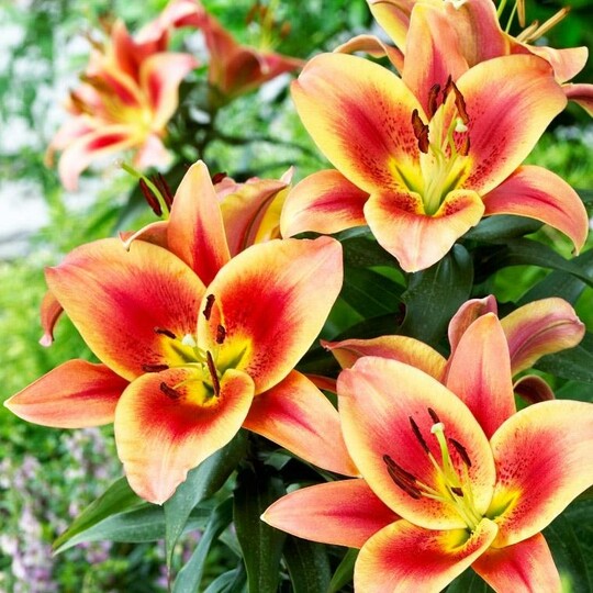 
                https://content.gdesemena.ru/images/catalog/61612_1bc4ab7061d76df07830f68a687cead65cc808895370cd3e1341685cfa4ff1a1.jpg
