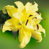 
                https://content.gdesemena.ru/images/catalog/61719_53168d68d7b508fd8cfa61694dfafb43eb5c5b877de34c8bc2c1f6efff71c981.jpg
