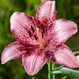 
                https://content.gdesemena.ru/images/catalog/61736_0f8ccd09d1af228368d6ed8c2d9335b11e279a0799e481977b0bb838ece70808.jpg
