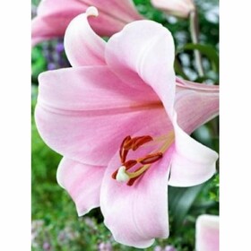 
                https://content.gdesemena.ru/images/catalog/61831_4fa6d18e0611d4187cc0c5a69b6196d2afbf2bdac27dfb6658ce6f66a88567bf.jpg
