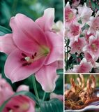 
                https://content.gdesemena.ru/images/catalog/61835_f899cb0470717d8e49cbf90fbd965259fb0697043b344bbb2a8a9638e32d5ebd.jpg

