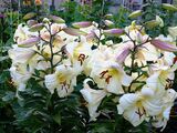 
                https://content.gdesemena.ru/images/catalog/61869_3a771775be36ff63edbcd75670b8e66633879595e1c8c48925c0be1f22d473a0.jpg
