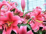 
                https://content.gdesemena.ru/images/catalog/61886_43001bc16875d5a988dc06ee56120184d5c930c562c0d04f683af17527b09c68.jpg
