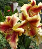 
                https://content.gdesemena.ru/images/catalog/61928_10fbf16e4fbf855bc3805ddd49fddd3fd13770fa1cd7a386391899058389955d.jpg
